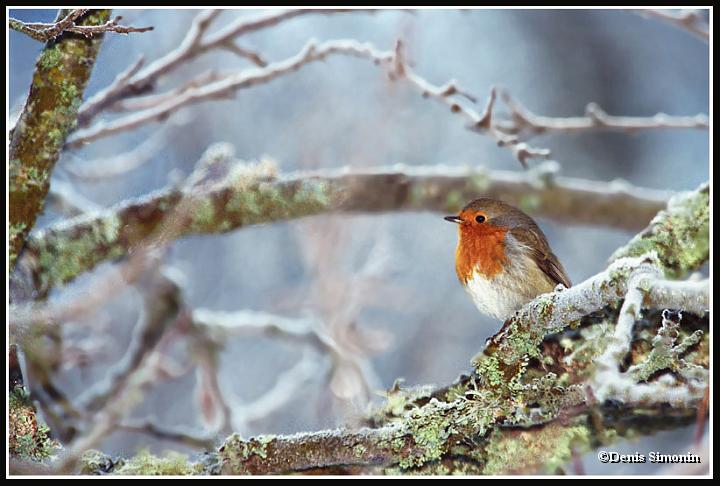 rouge-gorge en hiver